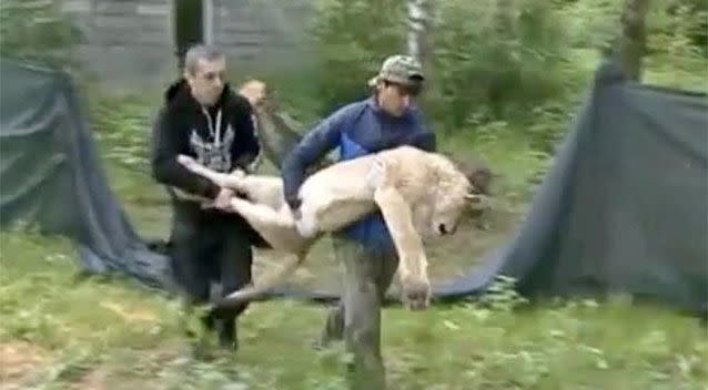 Two lions are fighting for their lives after being found emaciated at an abandoned Russian hotel. Picture: NTV