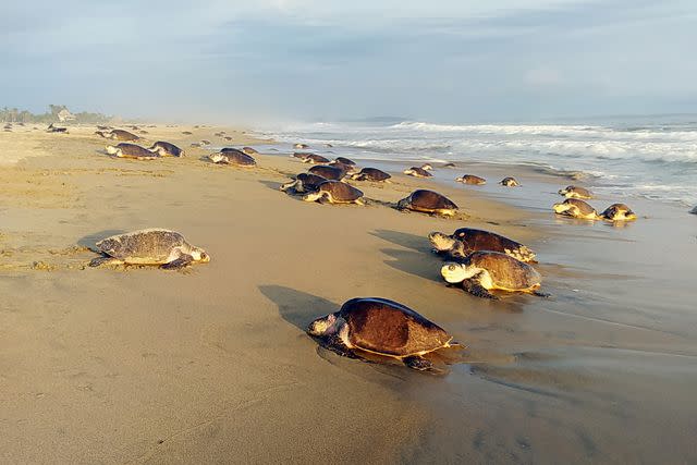 <p>Adriana Cortes/Courtesy of SEE Turtles</p> Olive ridley sea turtles in Escobilla, Mexico.