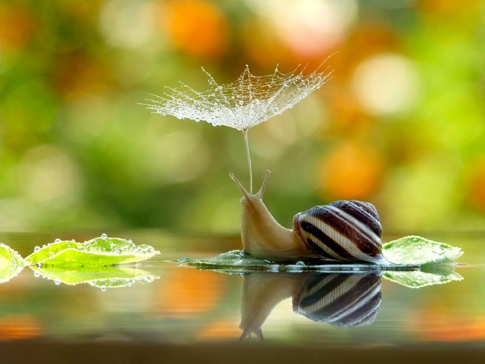 This adorable snail takes cover from the rain under a makeshift flower umbrella. The photo was snapped by Vyacheslav Mischenko, who specialises in this type of photography (Caters)