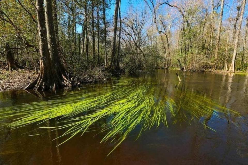 SC law allows mega-farms to pull large amounts of water from the south fork of the Edisto River.