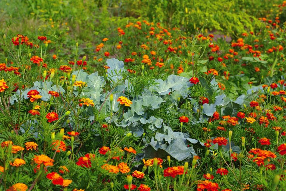 Companion planting helps protect brassicas from cabbage whites while also attracting beneficial insects. VeMa/Shutterstock