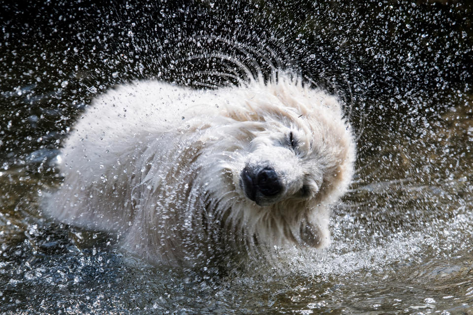 Polar bear cub shakes off water