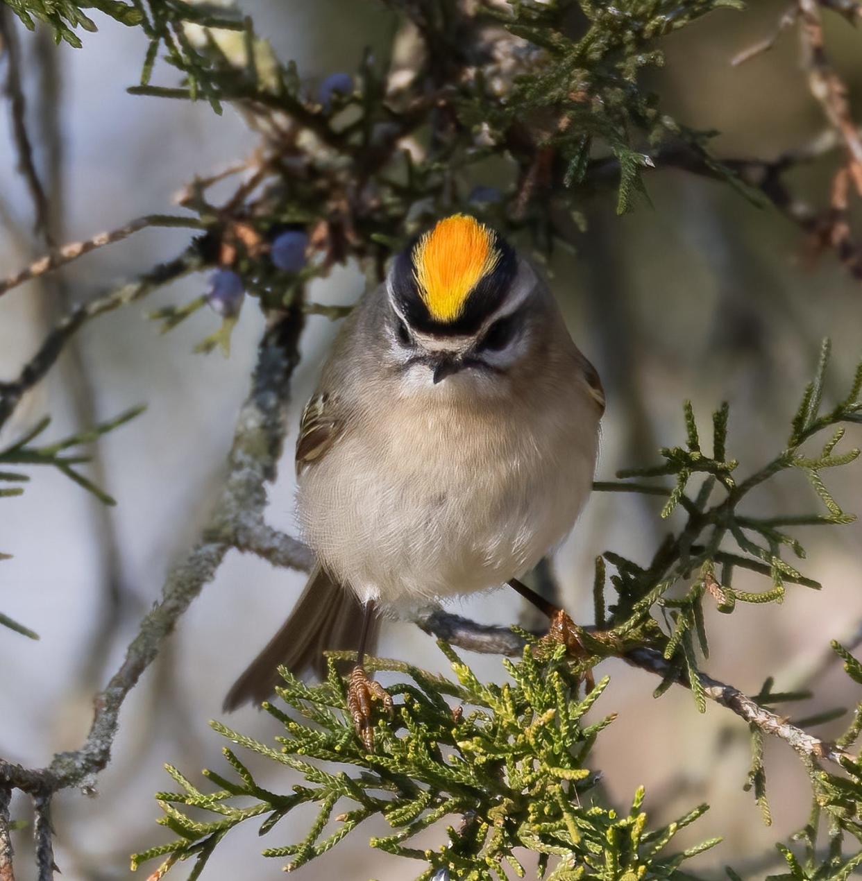 When agitated, golden-crowned kinglets flare their brilliant crown feathers.
