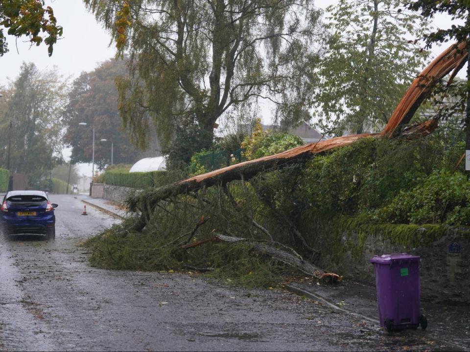 A fallen tree in Brechin (PA)