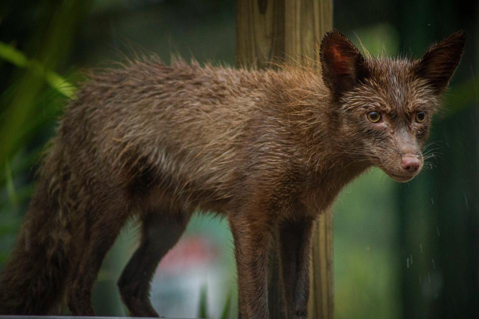 El programa de conservación global de Gatorland ayudó a rescatar a tres hermanos zorros rojos del comercio de pieles.