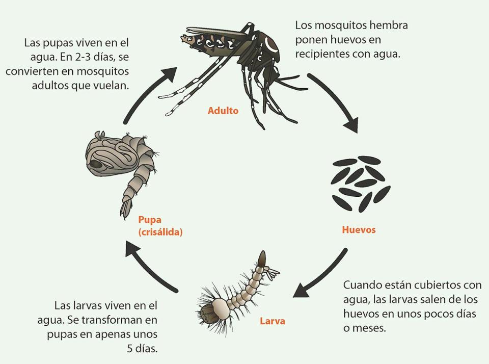 Ciclo de vida del mosquito. Los autores