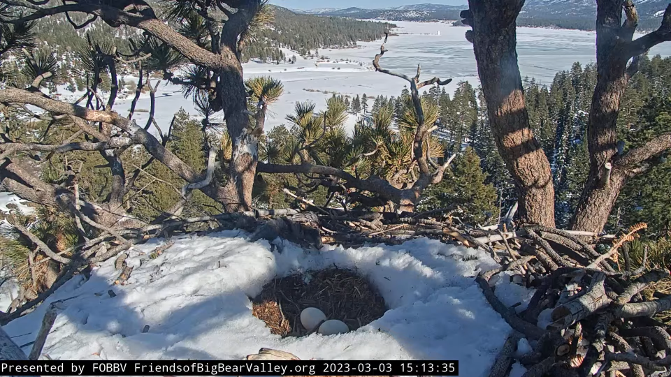 Two bald eagle eggs sit unattended in Big Bear Valley on March 3, 2023.