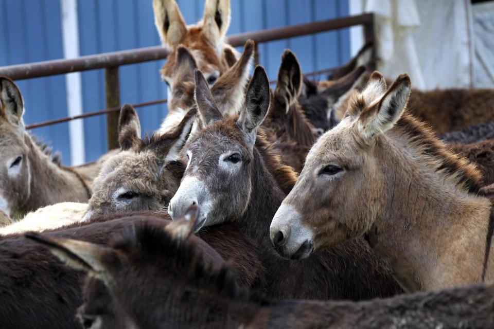 Abandoned donkeys recovered by Keith Gantt and his wife Karla Gantt are seen in Athens, La., Friday, March 16, 2012. Prolonged drought in the southern plains coupled with the nation’s economic slump has taken a heavy toll on the humble donkey. Across east Texas and north Louisiana, farmers whose grazing land has dried up have sold off herds of cattle, putting livestock-tending donkeys out of work and making it too expensive to keep those bought as pets or for other reasons. In the north Louisiana town of Athens, Keith Gantt, who rounds up loose livestock for the Claiborne Parish Sheriff's Office, has hundreds of donkeys he can't give away. He’s had some for two years. (AP Photo/Gerald Herbert)