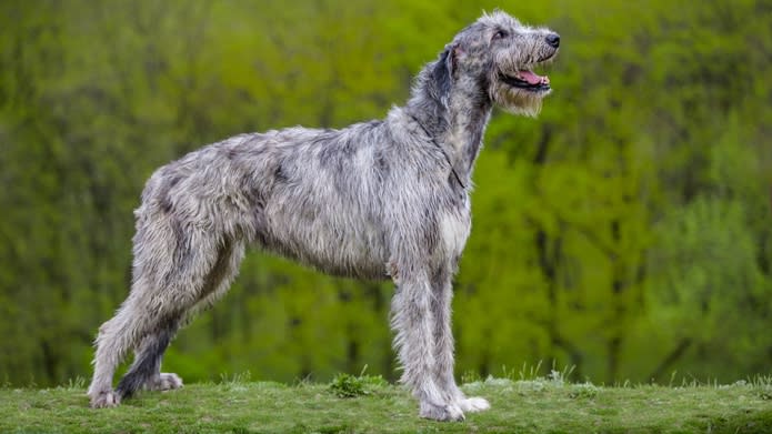 32 of the best outdoor dog breeds
