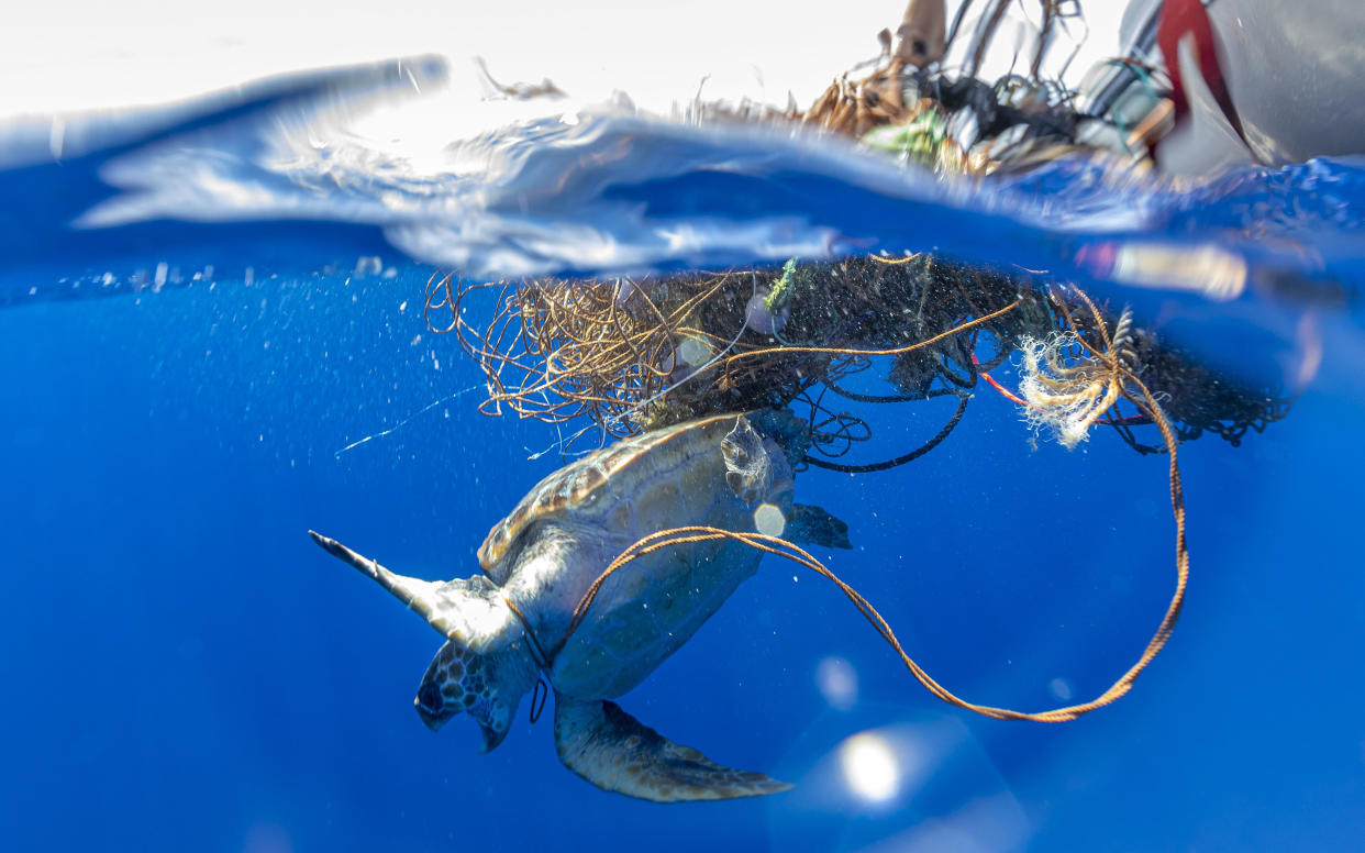 A Loggerhead Sea Turtle was pictured after it got trapped in a free floating fishing net off in the Azores. (Caters)