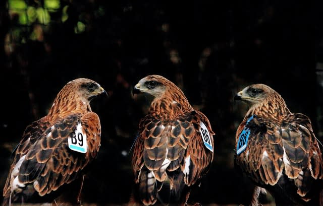 Red kites 