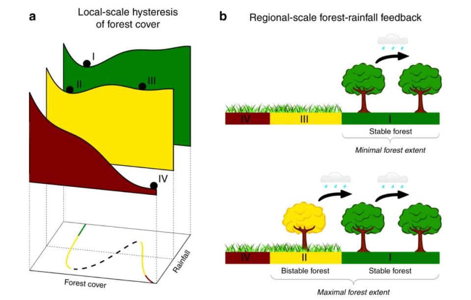 A) Estabilidad de la cubierta forestal frente a los niveles de lluvia. B) Retroalimentación regional bosque-lluvia | imagen Staal, et al.