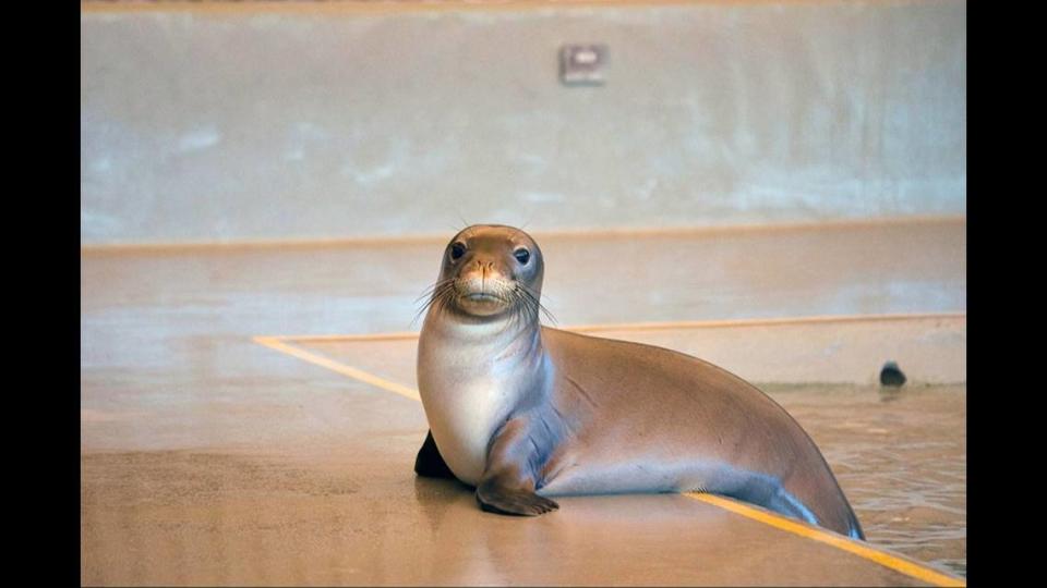 Hawaiian monk seal RQ76 quickly found a loli, or sea cucumber, after being released back to the wild. Loli are common prey items for young monk seals.