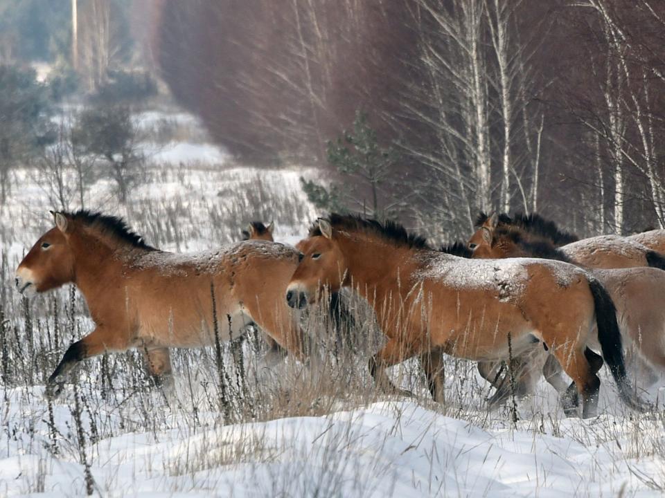 'Wild' Przewalski's horses near Chernobyl, Russia, in 2016