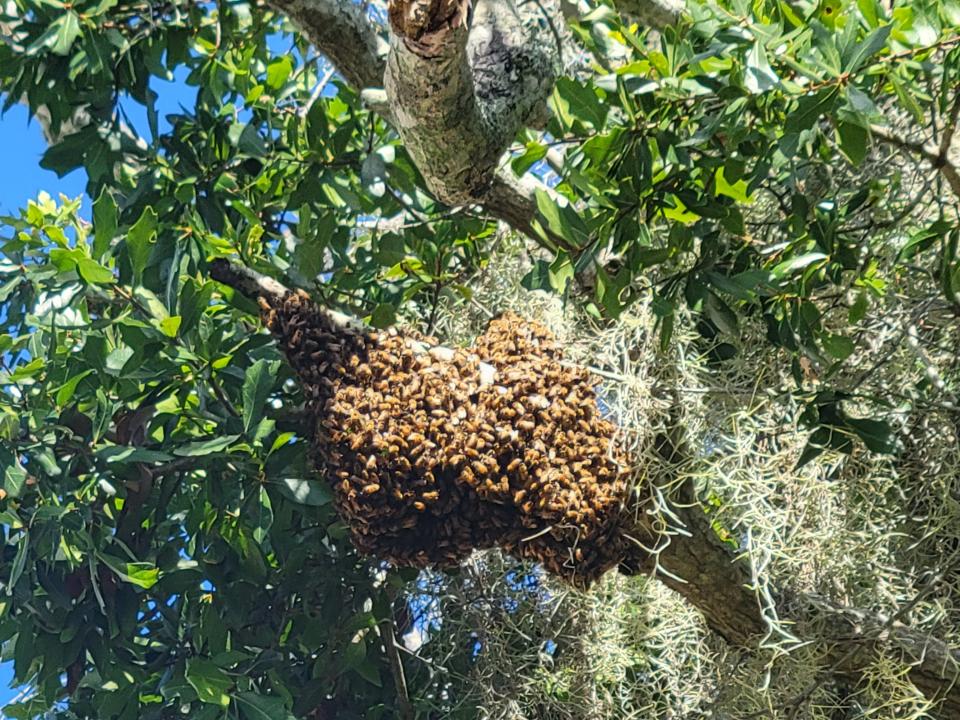 A swarm of bees will typically move within a few hours or days. If the swarm is still in your yard after a week, contact a professional to remove the bees.