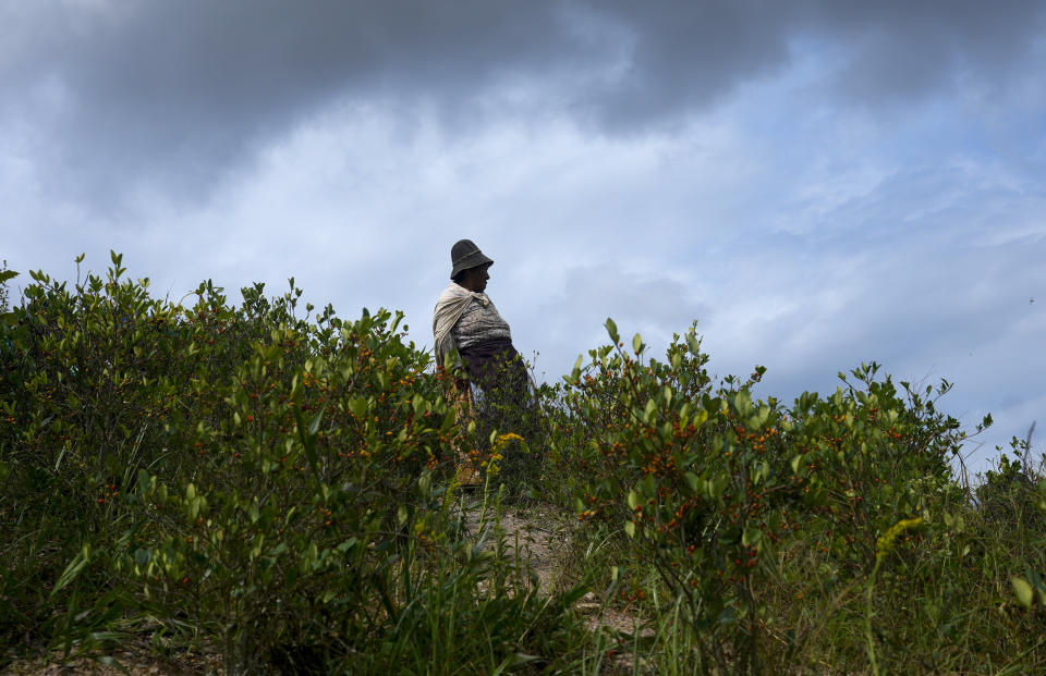 Una agricultora de la región de Yungas se toma un descanso en la recolecta de hojas de coca cerca de Trinidad Pampa, una zona de producción, en Bolivia, el 13 de abril de 2024. (AP Foto/Juan Karita)