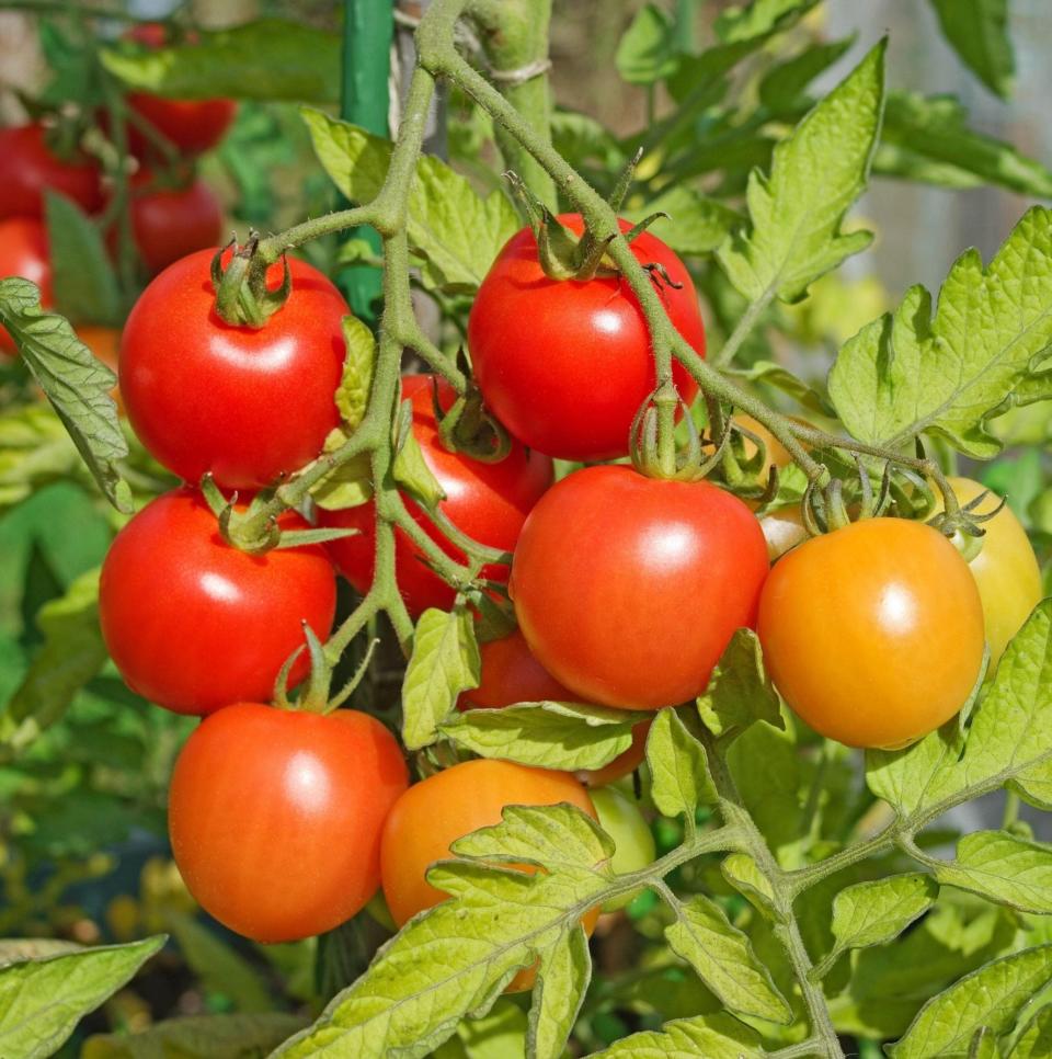 Mountain Magic tomatoes