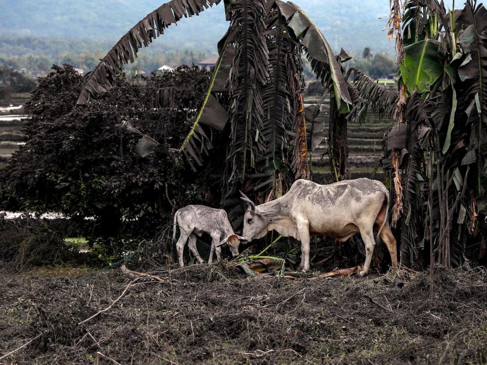 Cows covered in ashes in Philippines volcano .JPG