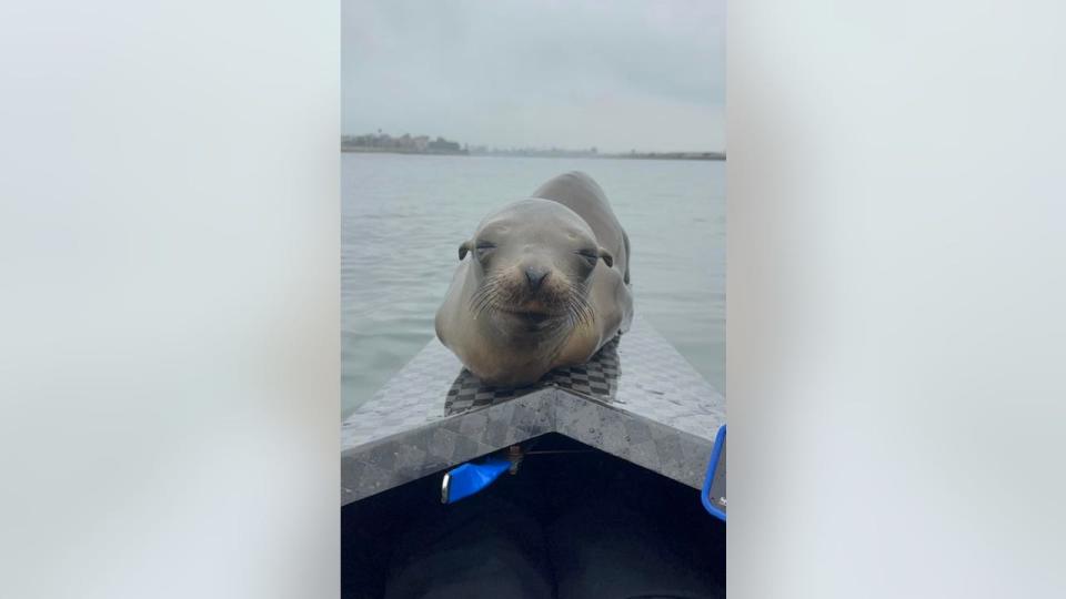 <div>A sea lion nicknamed Bru hopped into a UCLA rowing boat on May 13, 2024. Photo: Faye Turcotte, freshman coxswain for UCLA rowing</div>