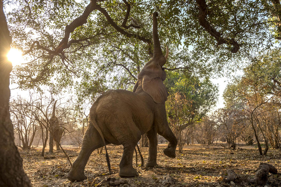 Elephant does yoga