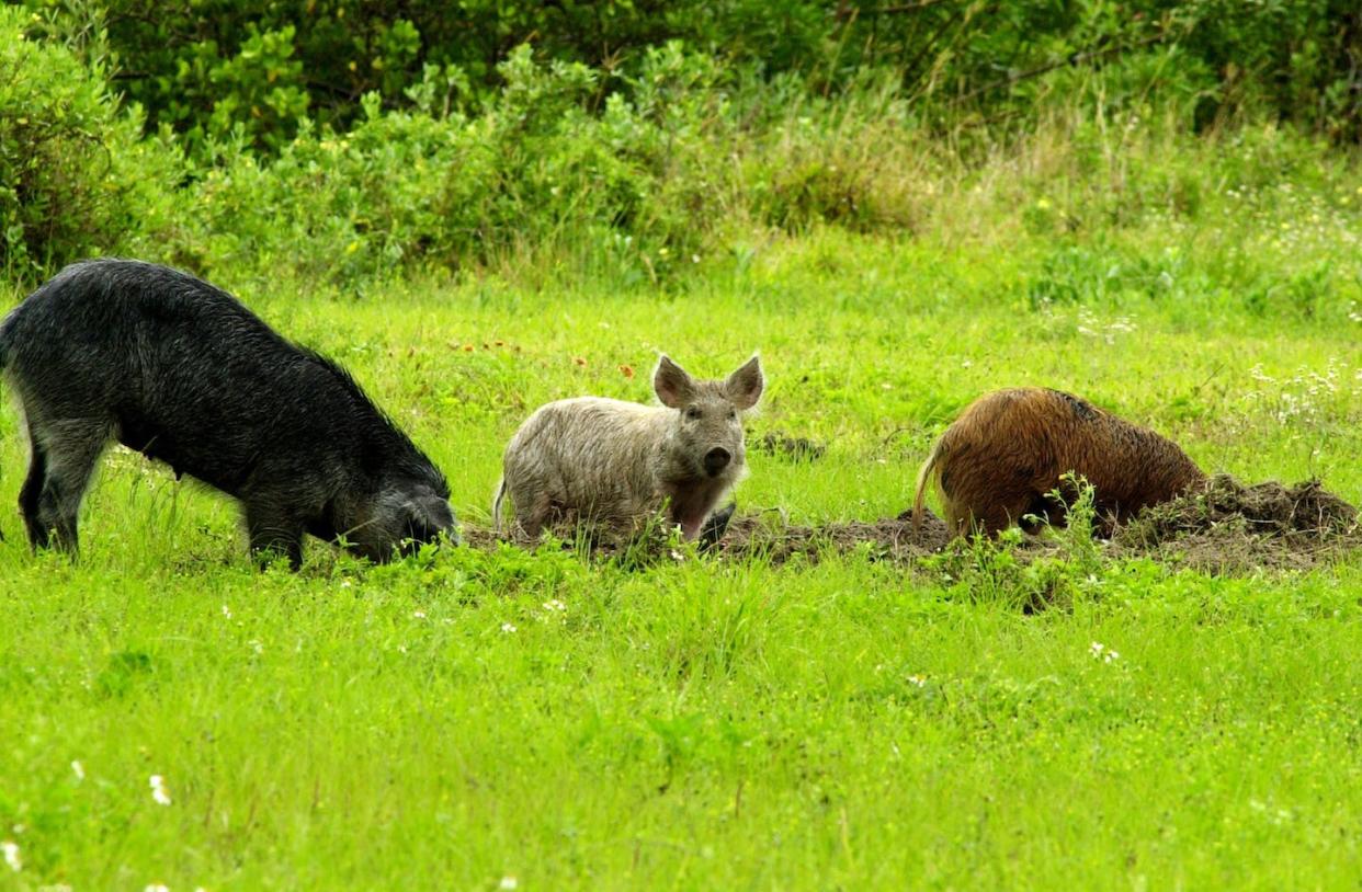 Feral hogs' long snouts and tusks allow them to rip and root their way across the landscape in search of food. <a href="https://flic.kr/p/ehmMiS" rel="nofollow noopener" target="_blank" data-ylk="slk:USDA/Flickr;elm:context_link;itc:0;sec:content-canvas" class="link ">USDA/Flickr</a>, <a href="http://creativecommons.org/licenses/by/4.0/" rel="nofollow noopener" target="_blank" data-ylk="slk:CC BY;elm:context_link;itc:0;sec:content-canvas" class="link ">CC BY</a>