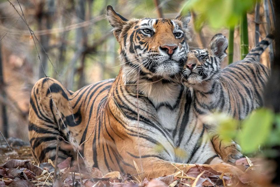 Tiger family love