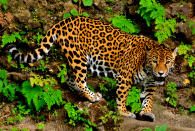 <p>Die einzige Großkatze Amerikas, der Jaguar, ist durch die Rodung von Wäldern für landwirtschaftliche Zwecke gefährdet. Seine bevorzugte Heimat ist der amazonische Regenwald, er kommt aber in ganz Mittel- und Südamerika vor. Dank großer Anstrengungen hat sich die Jaguarpopulation allein im Madidi-Nationalpark in Bolivien verdreifacht. Möglicherweise könnten die Katzen nun wieder in die südlichen USA zurückkehren. (Bild: Julie Maher) </p>