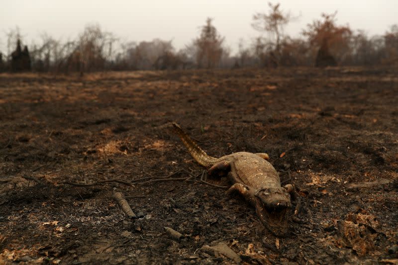 Foto de un caimán muerto en un área del Pantanal de Brasil arrasada por las llamas