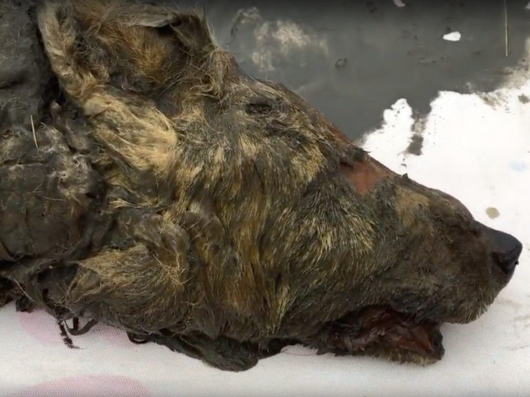 The severed head of a large ice age wolf which lived 40,000 years ago and found perfectly preserved in permafrost in Siberia has been unveiled by Russian and Japanese scientists.The sensational find is believed to be the world’s first full-sized Pleistocene wolf, and due to the high quality of preservation, provides new insight into the extinct species.Large teeth, the hair, ears and bones are all well preserved, and even the brain of the animal is in good condition, according to the Siberian Times, which first broke the story.The head was discovered buried near the banks of the Tirekhtyakh river in the Yakutia region of Siberia last year by locals hunting for mammoth tusks, which can be sold for large sums.Though the animal’s head is severed, at this stage scientists have suggested this was likely to have been done by shifting ice rather than at the hands of a hunter. Human species are not believed to inhabited this region until much later.It is not clear if the wolf, which is estimated to have been between two and four years old when it died, would have been larger or smaller than contemporary wolf species, though scientists said it had stronger jaws which enabled it to kill bigger animals, including bison.The 40-centimetre head was put on public display at a woolly mammoth exhibition in Tokyo last week.Dr Albert Protopopov, head of mammoth fauna studies at the Yakutia academy of sciences told the Siberian Times: “This is a unique discovery of the first ever remains of a fully grown Pleistocene wolf with its tissue preserved. We will be comparing it to modern-day wolves to understand how the species has evolved and to reconstruct its appearance.”Addressing those who suggested the head resembled that of a bear, Dr Protopopov said: “It is definitely a wolf. Maybe the hair colouring makes people think it is a bear, but actually it is quite strange to hear, as morphologically this is a very typical wolf. “Yet when we made CTA scans of the wolf, we found out there are some peculiarities.“Some parts of the skull are more developed than in modern wolves.”He added: “We want to find out if this represents the individual characteristics of this very specimen or if this can be a wolf sub-species, given the different environment in which these animals lived."He said he was doubtful the specimen was a direwolf – an extinct species which populated North America at the end of the Pleistocene and which at the time was joined to Siberia by a land bridge.“I would say it was not a direwolf, but we are not ready to give exact size of this wolf when it was alive.“It was definitely smaller than modern Arctic wolves, closer to the common wolf in its size.”The research team is in the process of planning a return expedition to the site to see if further remains can be found.Dr Protopopov said the colouring of the preserved hairs were not indicative of how the animal would have appeared when it was alive, as the natural pigments had been destroyed and replaced by colouring from the permafrost.“As a result, we cannot add any information to the discussion on whether the Pleistocene wolves were grey or dark,” he said.The earth in Yakutia is typically frozen all year round, but climate change means previously frozen soils are increasingly easy to explore, giving rise to a large mammoth-tusk hunting industry, from which an increasing number of paleontological finds have been made.The exhibition in Tokyo featuring the wolf head is also exhibiting the carcass of a cave lion cub believed to be 50,000 years old.