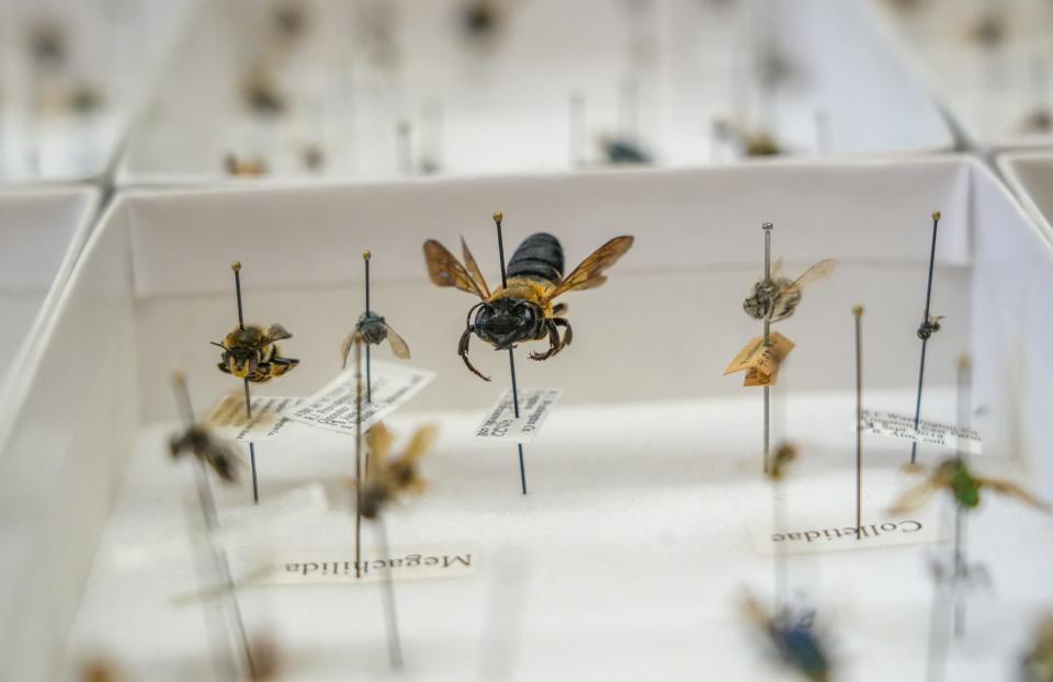 Specimens collected by researchers are classified and stored in trays at the University of Rhode Island's Bee Lab, which is conducting the first count of Rhode Island's bee species.