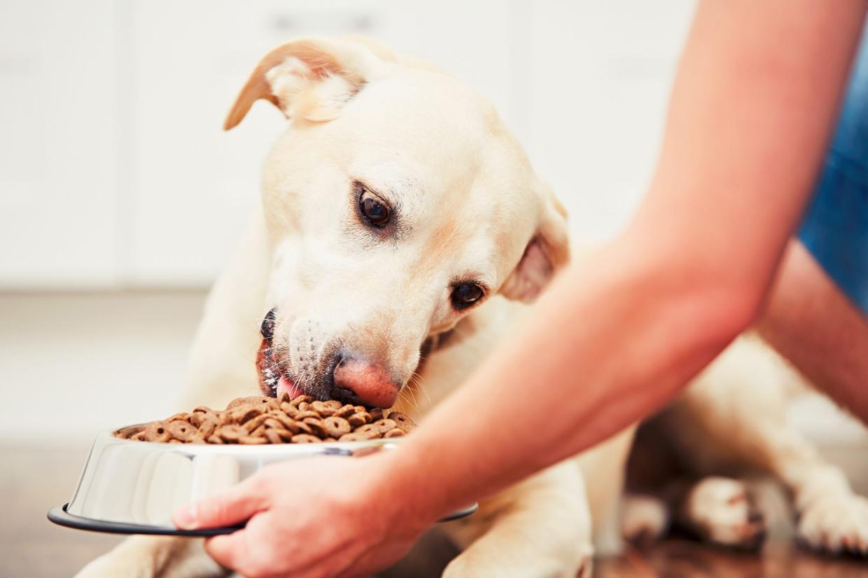 woman handing dog a bowl of dog food