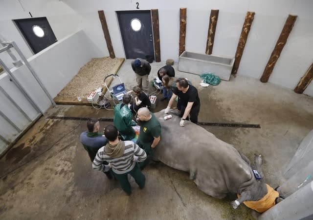 Experts harvest eggs from a female southern white rhino