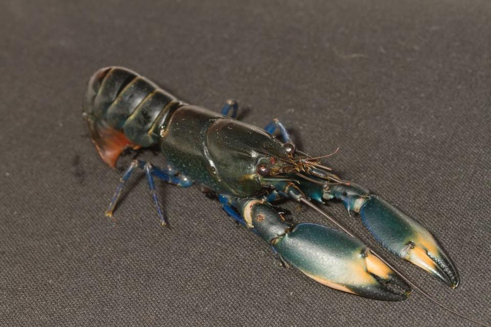 Seekor Cherax woworae, atau lobster biru pekat, duduk di atas kanvas.