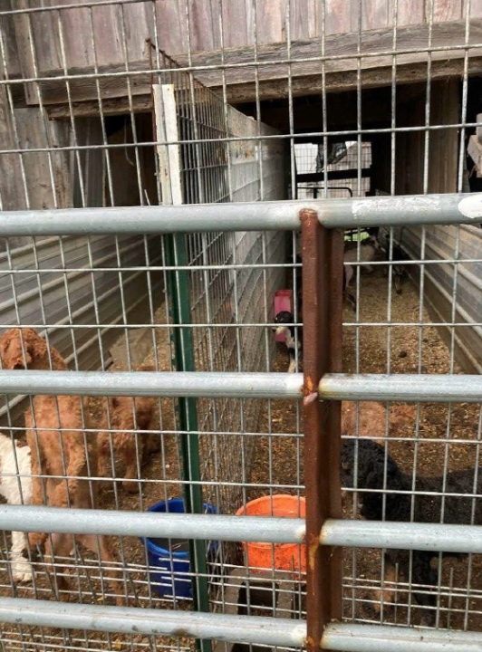 Ohio puppy mill featured in The Horrible Hundred Report (Photo Courtesy/Ohio Department of Agriculture).