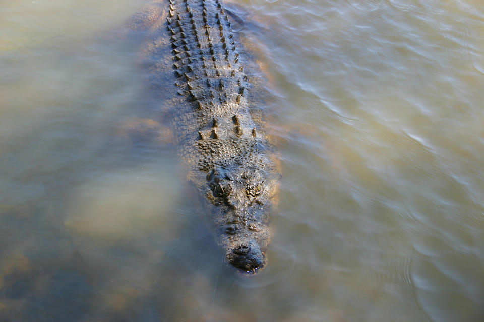 Elston Lami Lami said the crocodile was between 4.5 to 5 metres long and he is now recovering and in a stable condition.