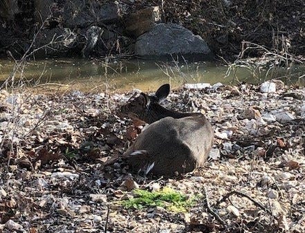 The disease, commonly referred to as CWD, affects the deer's' nervous system and it is always fatal.