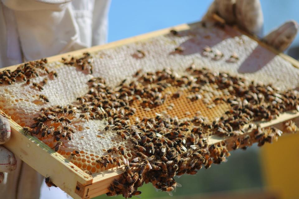 Baehive beekeepers inspecting the bee hives at the Orchard Community Learning Center in south Phoenix on July 17, 2022.