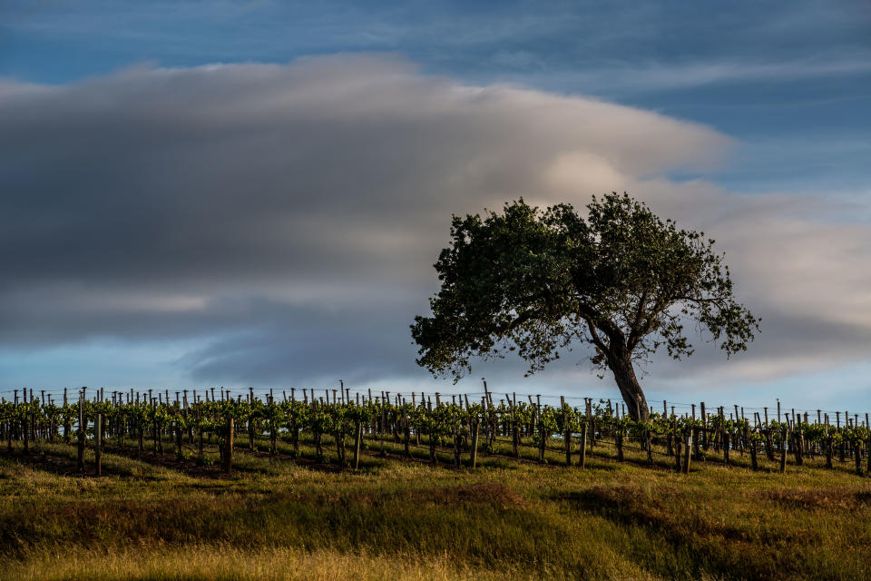 Syrah grapevines in California.