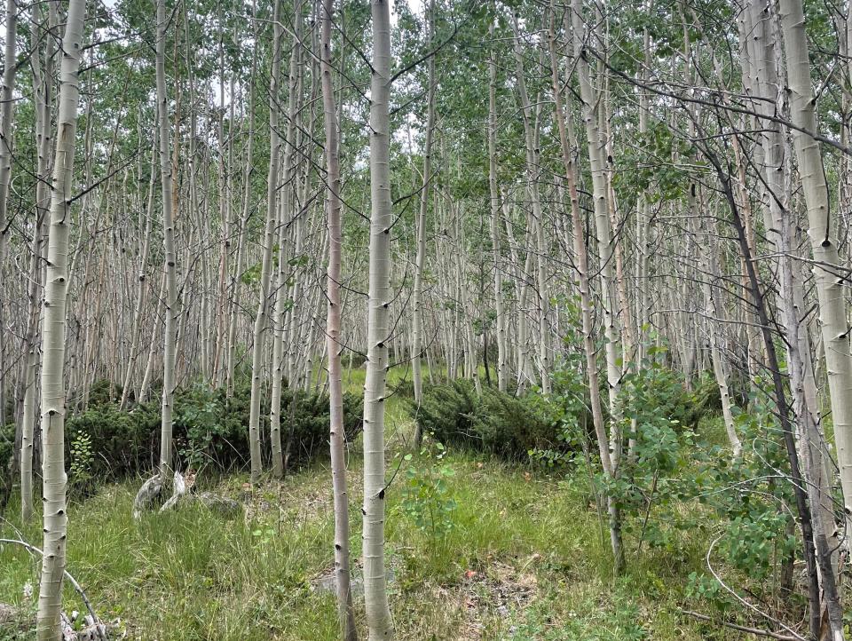 White tree trunks looking uphill into the dense Pando aspen forest.
