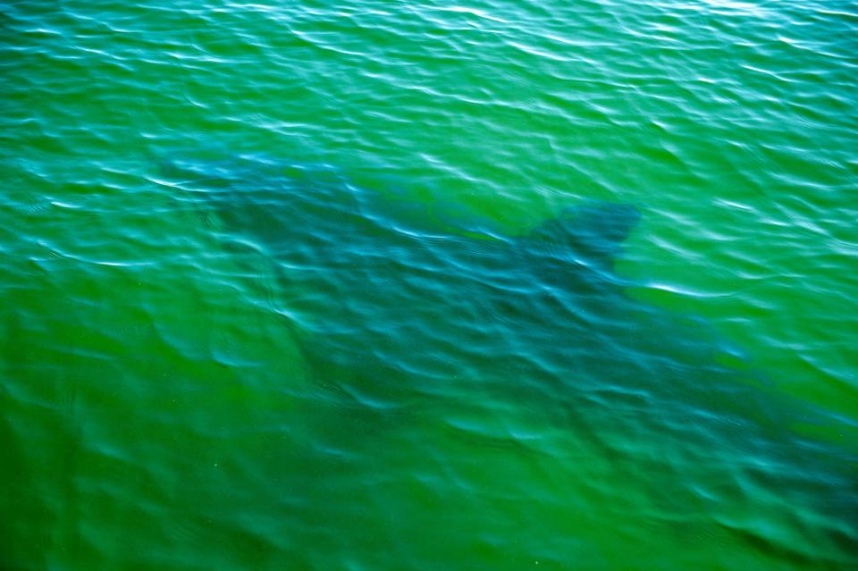 A Great White Shark swims by the research vessels off the coast of Chatham, Massachusetts, on October 21, 2022.