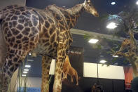 This image from video provided by the Humane Society of the United States shows taxidermy at the Safari Club International's 2020 annual convention, that was held Feb. 5-8, 2020, in Reno, Nevada. An undercover video recorded by animal welfare activists shows vendors at a recent trophy-hunting convention promoting trips to shoot captive-bred lions in Africa, despite past public assurances by the event's organizers that so-called canned hunts wouldn't be sold. (Humane Society of the United States via AP)