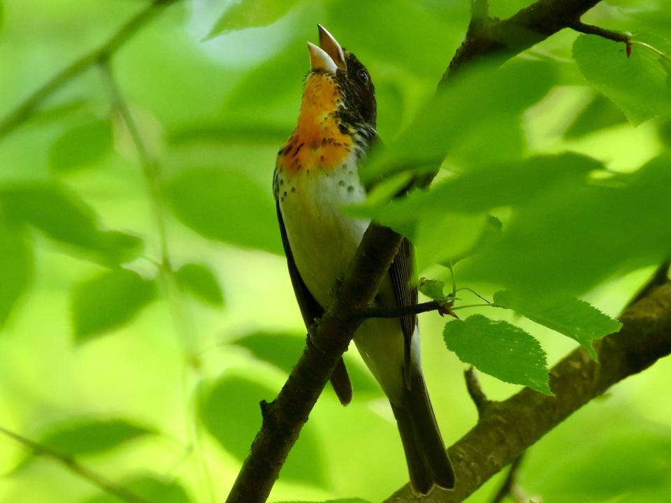 The offspring of a rose-breasted grosbeak and scarlet tanager, the first-ever documented hybrid of its kind.