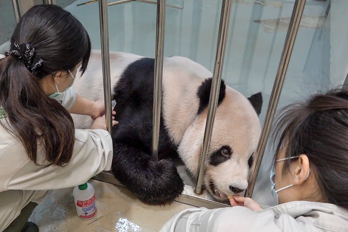 Workers treating sick male panda Tuan Tuan at the zoo in Taipei (Taipei Zoo/AFP via Getty Images)