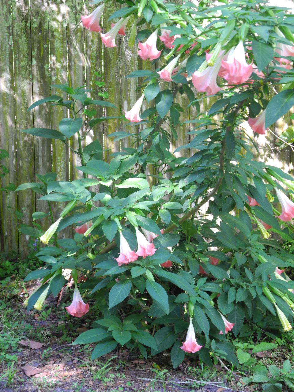 Dramatic and fragrant, too, angel’s trumpets are good choices for container culture. (All parts of these plants are toxic.)