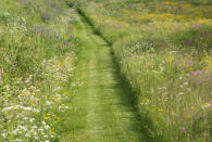 <p> Garden paths are essential from getting from A to B, but if you're using hard landscaping materials such as paving slabs, the costs can add up. </p> <p> Instead, why not opt for a more natural feel and try a grass path instead as part of your garden ideas on a budget? It will be a joy underfoot in the summer months, and is inexpensive once you've got your best lawn mower (which you might already have).  </p> <p> It's a perfect solution for wilder, meadow-style patches of your plot. </p>