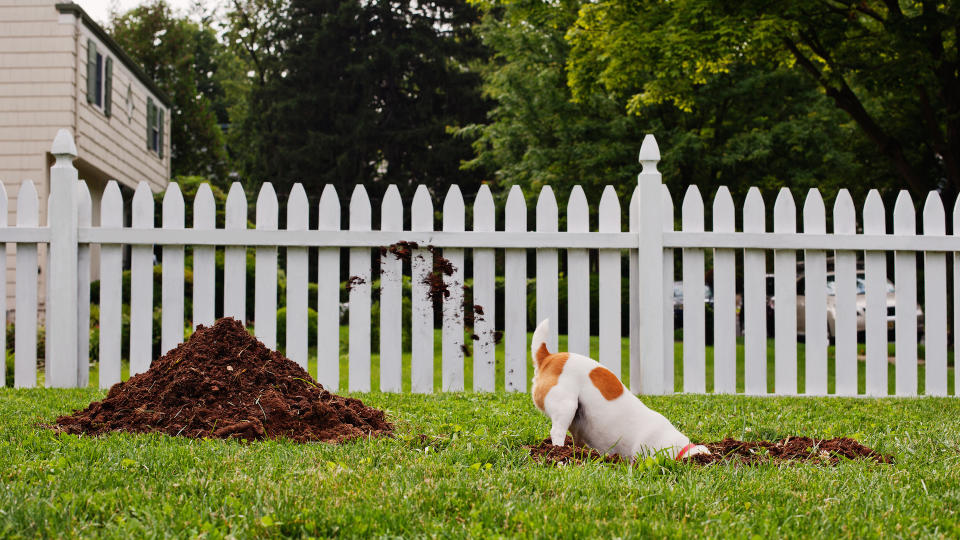 Terrier digging