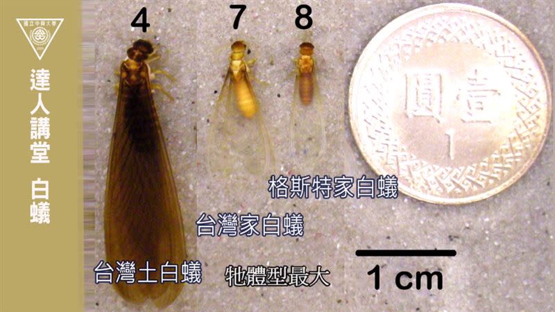 台灣家白蟻、格斯特家白蟻是2種主要危害都市木構物的白蟻。（圖／都市昆蟲學研究室提供、中興大學授權）