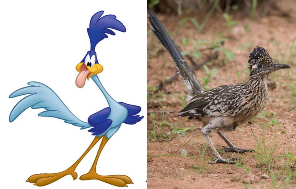 road runner