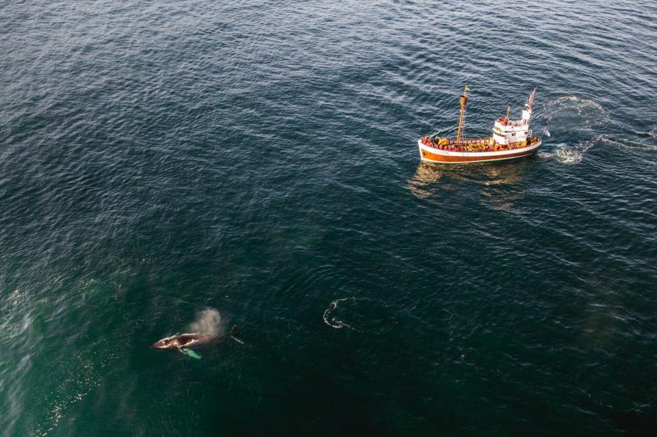 Husavik is known as one of the best places for whale-watching in Europe (Visit North Iceland)