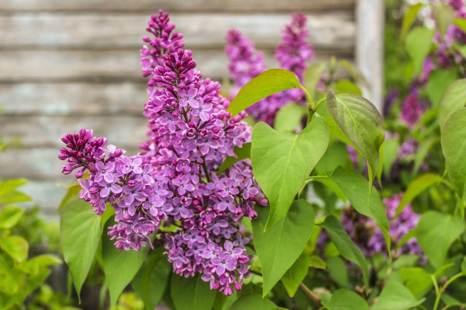 The 15 Most Beautiful Shrubs to Plant in Your Yard